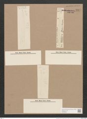 Pleurosigma clevei Grun. (de-Toni-Nr.: Genus 13, Species 1012) Zeichnungen Sammlung Grunow Nr. 2067 (NHMW-BOT-W0368929)